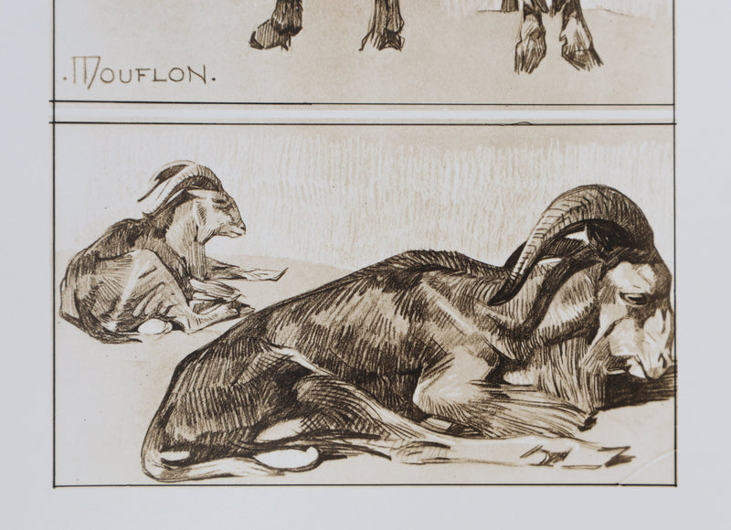Mathurin MEHEUT : Le Mouflon, Lithographie