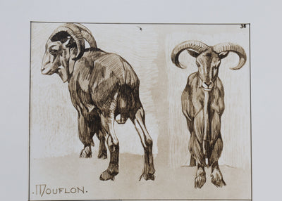 Mathurin MEHEUT : Le Mouflon, Lithographie
