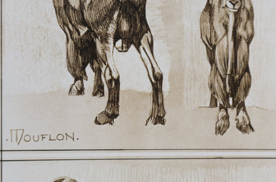 Mathurin MEHEUT : Le Mouflon, Lithographie