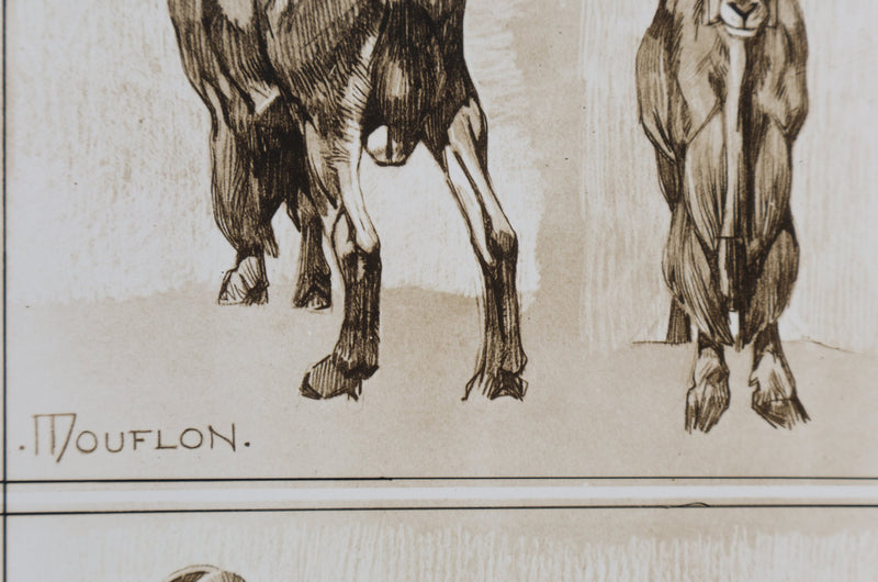 Mathurin MEHEUT : Le Mouflon, Lithographie