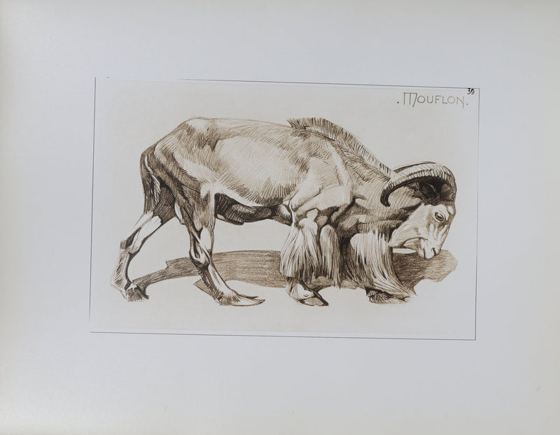 Mathurin MEHEUT : Le Mouflon, Lithographie
