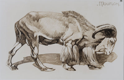 Mathurin MEHEUT : Le Mouflon, Lithographie
