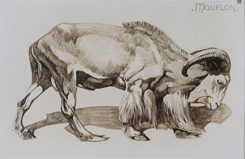 Mathurin MEHEUT : Le Mouflon, Lithographie