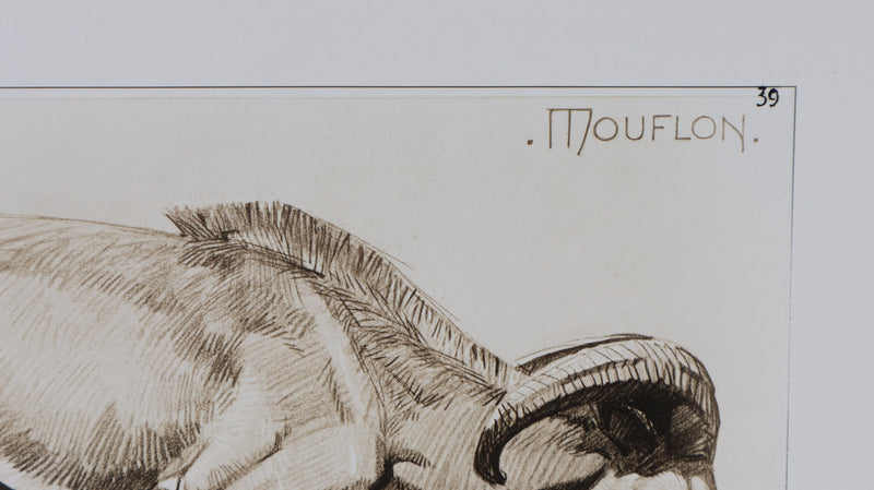 Mathurin MEHEUT : Le Mouflon, Lithographie