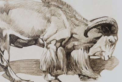 Mathurin MEHEUT : Le Mouflon, Lithographie