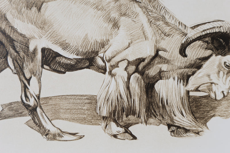 Mathurin MEHEUT : Le Mouflon, Lithographie