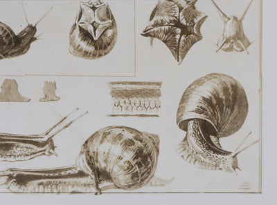 Mathurin MEHEUT : L'Escargot, Lithographie signée