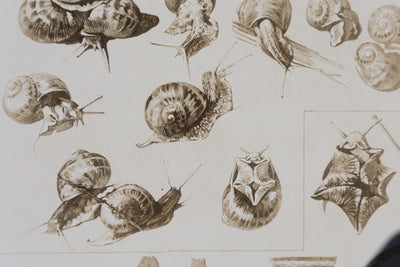 Mathurin MEHEUT : L'Escargot, Lithographie signée