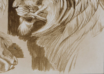 Mathurin MEHEUT : Le Lion, Lithographie signée