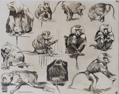 Mathurin MEHEUT : L'Amadryas, Lithographie signée