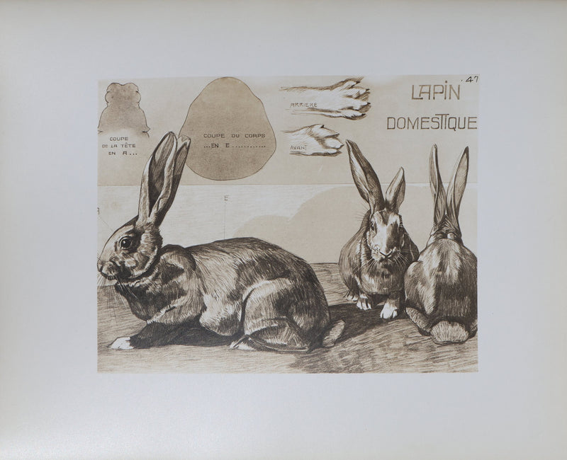 Mathurin MEHEUT : Le Lapin Domestique, Lithographie