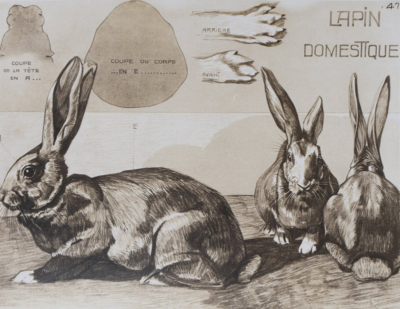 Mathurin MEHEUT : Le Lapin Domestique, Lithographie