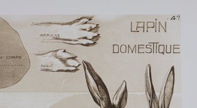 Mathurin MEHEUT : Le Lapin Domestique, Lithographie