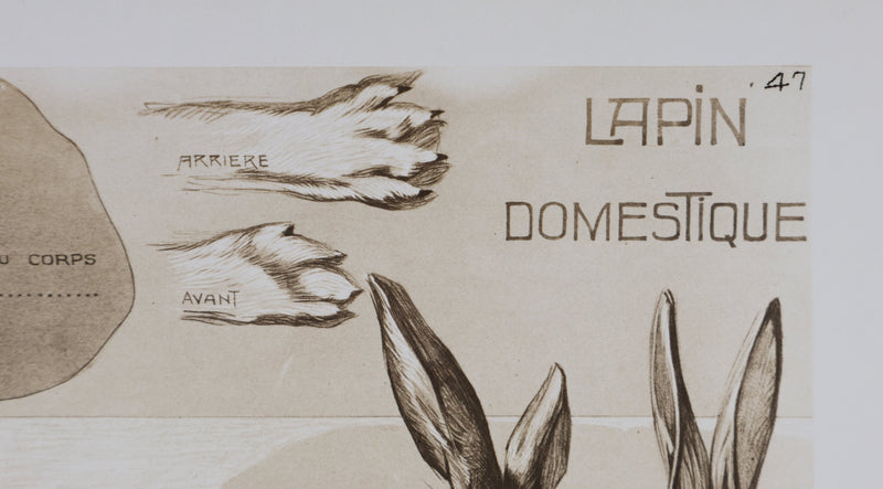 Mathurin MEHEUT : Le Lapin Domestique, Lithographie