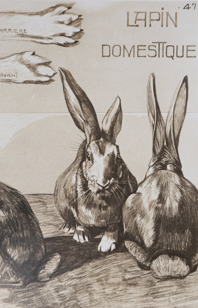 Mathurin MEHEUT : Le Lapin Domestique, Lithographie
