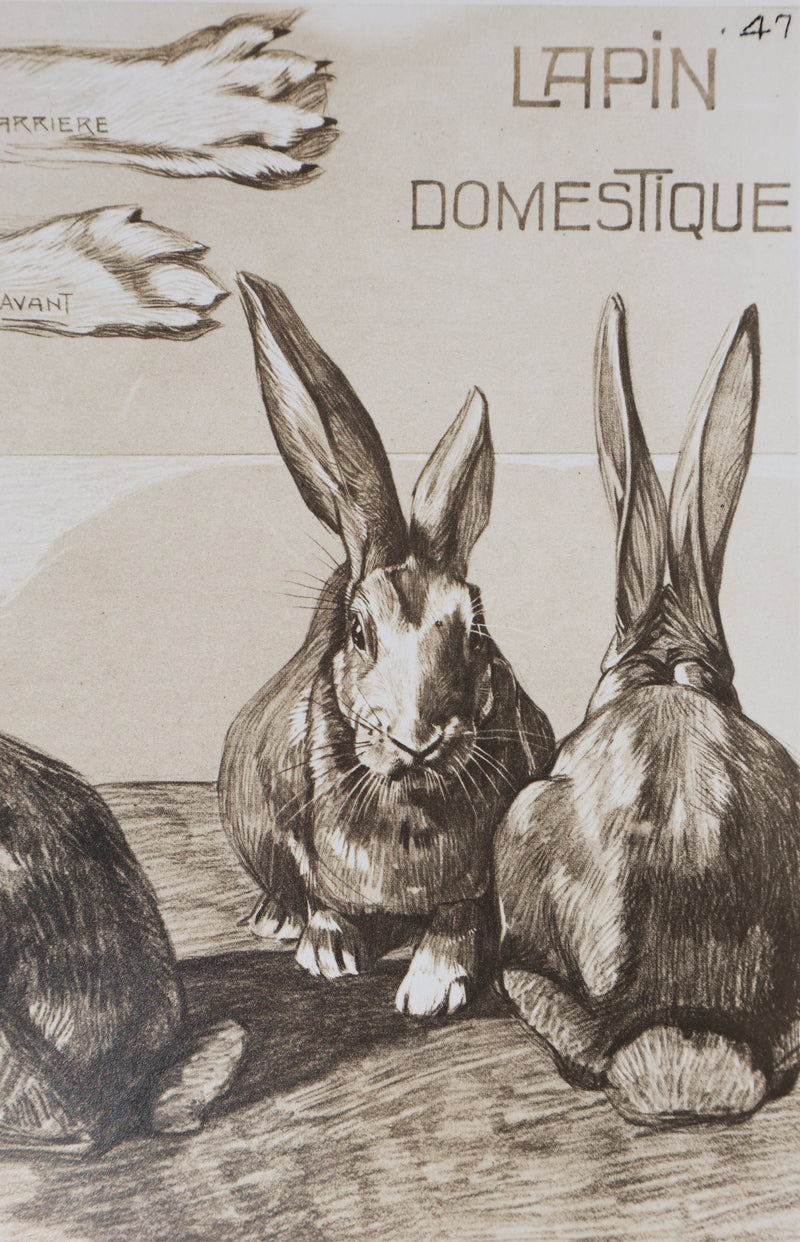 Mathurin MEHEUT : Le Lapin Domestique, Lithographie