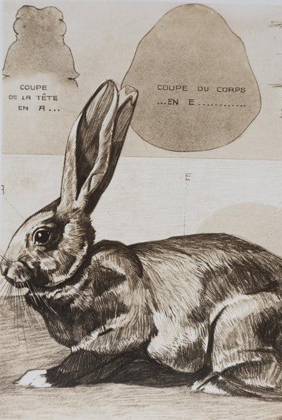 Mathurin MEHEUT : Le Lapin Domestique, Lithographie
