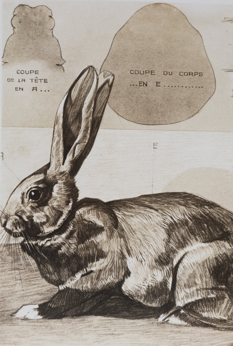 Mathurin MEHEUT : Le Lapin Domestique, Lithographie