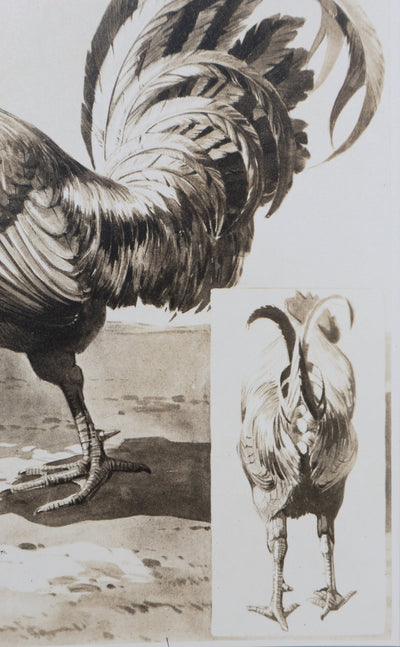 Mathurin MEHEUT : Le Coq, Lithographie signée