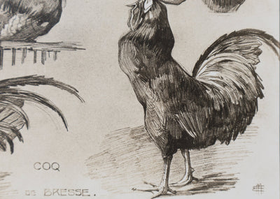 Mathurin MEHEUT : Le Coq, Lithographie signée