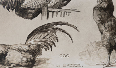 Mathurin MEHEUT : Le Coq, Lithographie signée