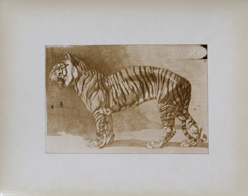 Mathurin MEHEUT : Le Tigre , Lithographie