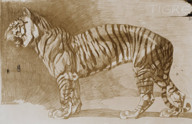 Mathurin MEHEUT : Le Tigre , Lithographie