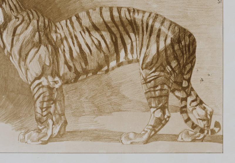Mathurin MEHEUT : Le Tigre , Lithographie