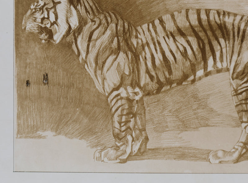 Mathurin MEHEUT : Le Tigre , Lithographie