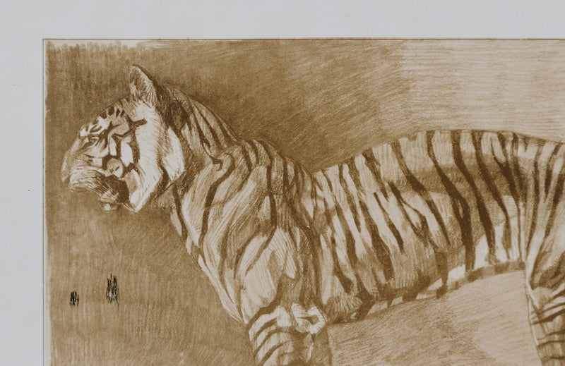 Mathurin MEHEUT : Le Tigre , Lithographie