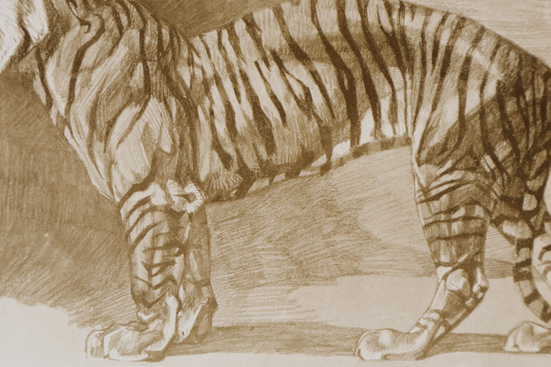 Mathurin MEHEUT : Le Tigre , Lithographie