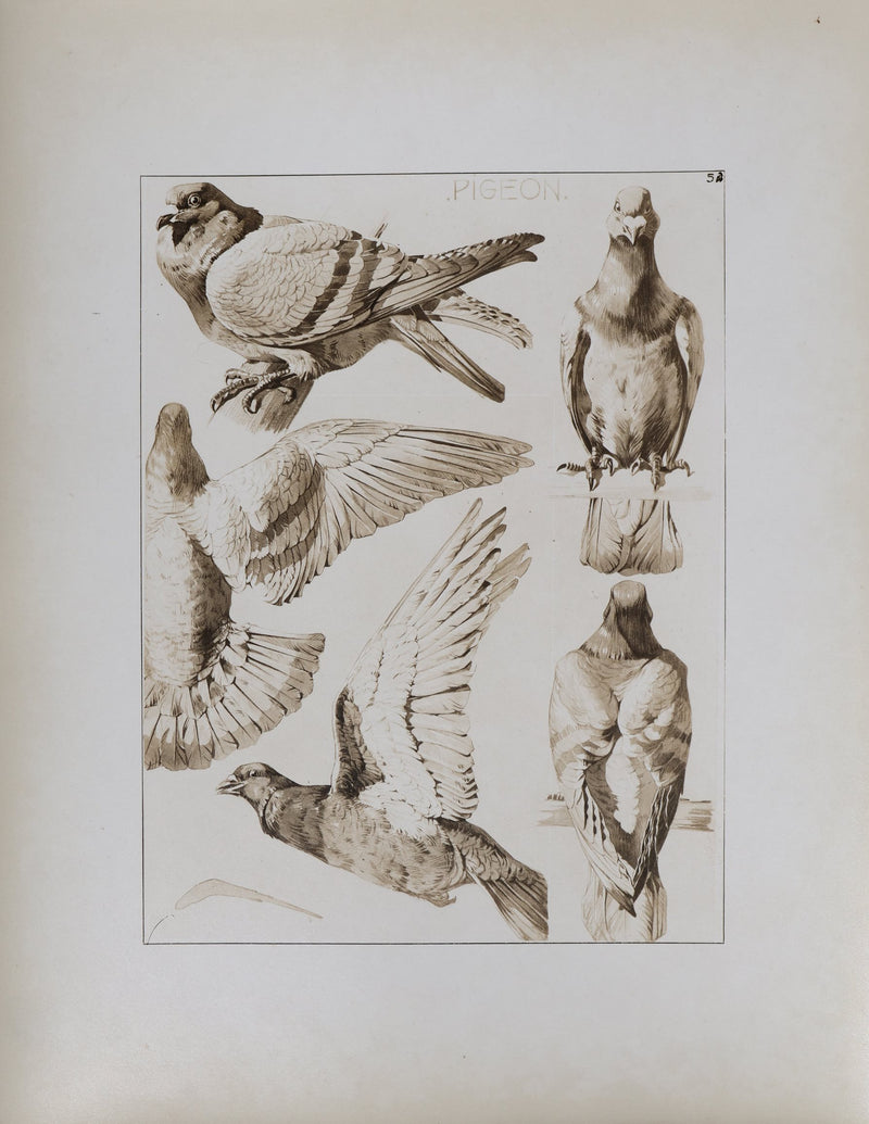 Mathurin MEHEUT : Le Pigeon , Lithographie