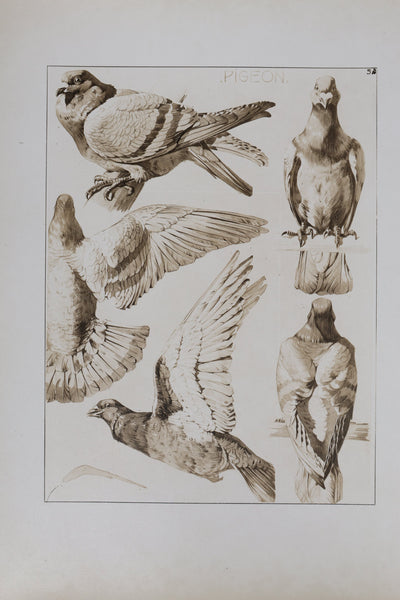 Mathurin MEHEUT : Le Pigeon , Lithographie