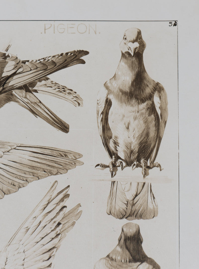Mathurin MEHEUT : Le Pigeon , Lithographie