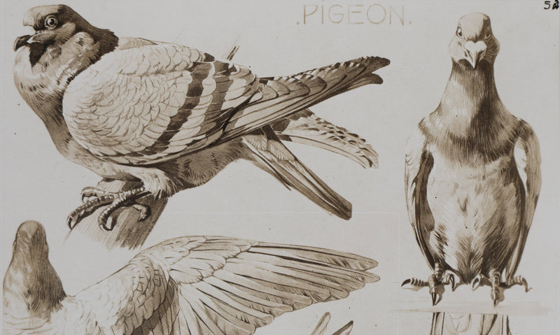 Mathurin MEHEUT : Le Pigeon , Lithographie