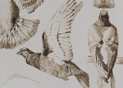 Mathurin MEHEUT : Le Pigeon , Lithographie