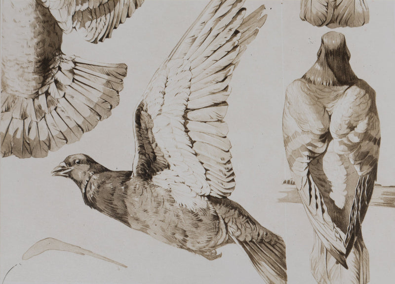 Mathurin MEHEUT : Le Pigeon , Lithographie