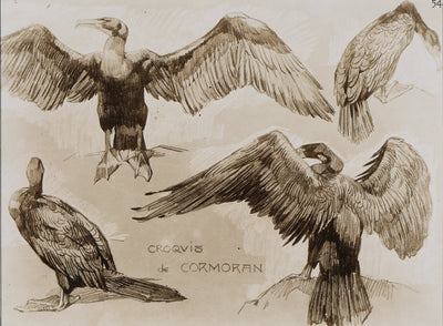 Mathurin MEHEUT : Le Cormoran , Lithographie