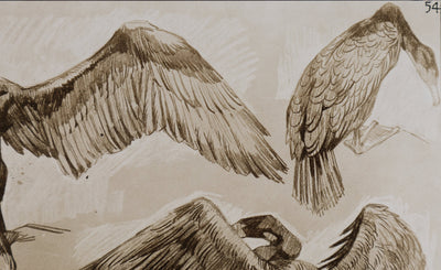 Mathurin MEHEUT : Le Cormoran , Lithographie