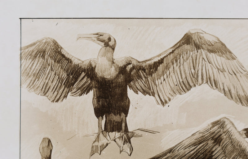 Mathurin MEHEUT : Le Cormoran , Lithographie