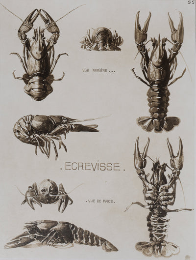 Mathurin MEHEUT : L'Écrevisse, Lithographie signée