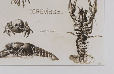 Mathurin MEHEUT : L'Écrevisse, Lithographie signée