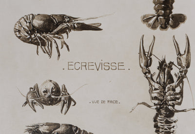 Mathurin MEHEUT : L'Écrevisse, Lithographie signée