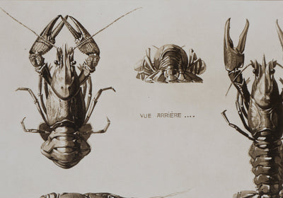 Mathurin MEHEUT : L'Écrevisse, Lithographie signée