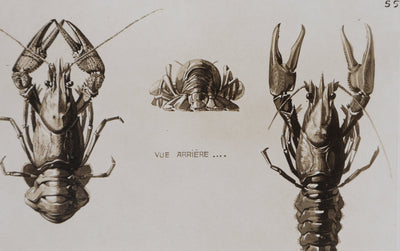 Mathurin MEHEUT : L'Écrevisse, Lithographie signée
