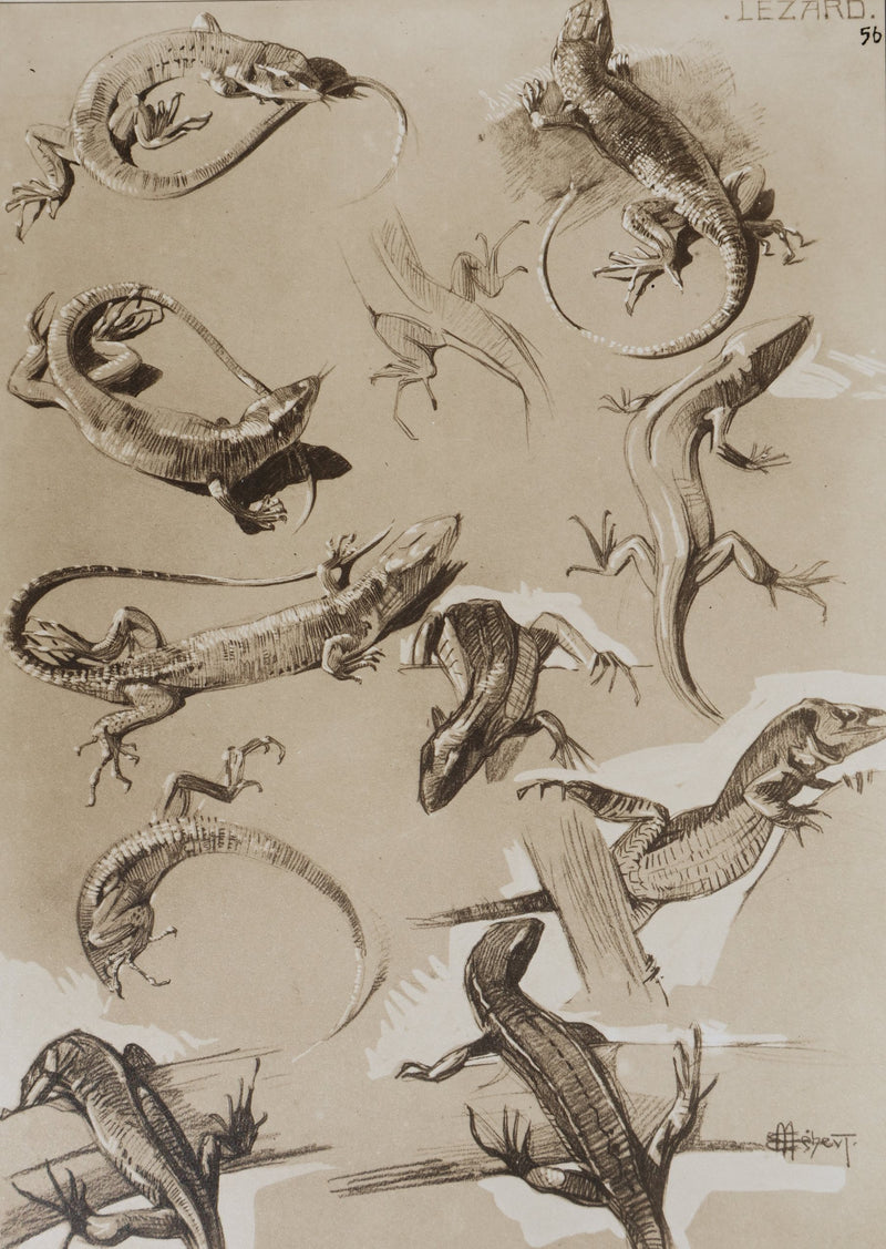 Mathurin MEHEUT : Le Lézard, Lithographie signée