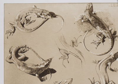 Mathurin MEHEUT : Le Lézard, Lithographie signée