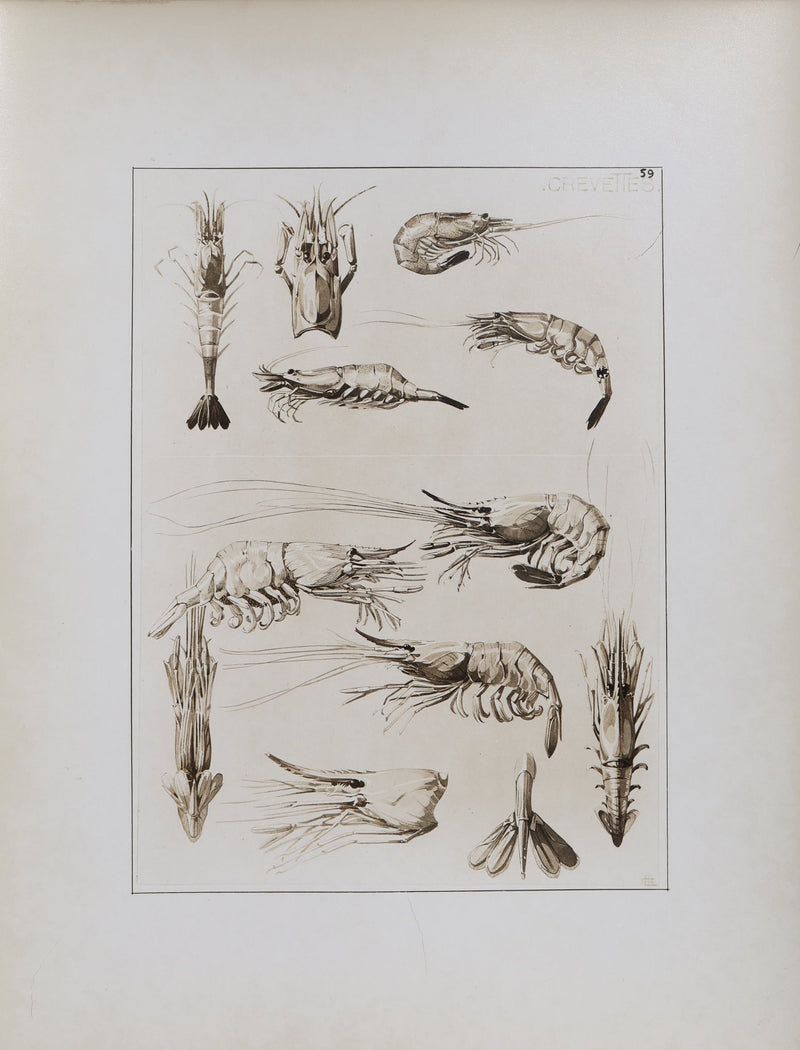 Mathurin MEHEUT : La Crevette, Lithographie signée