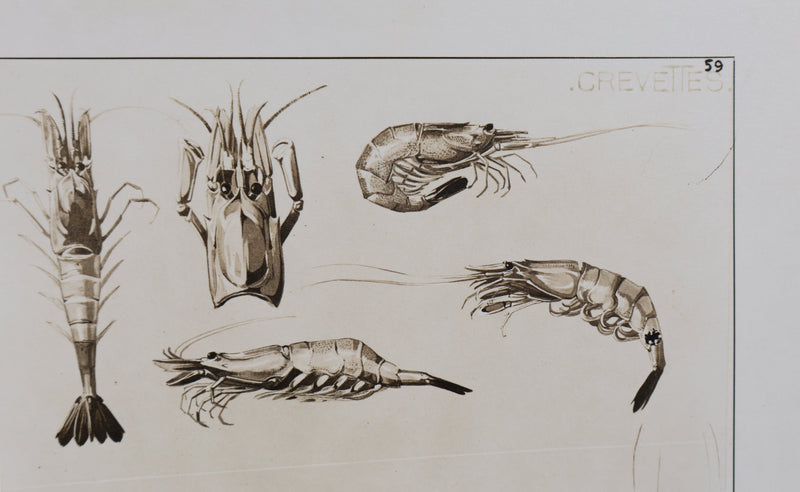 Mathurin MEHEUT : La Crevette, Lithographie signée