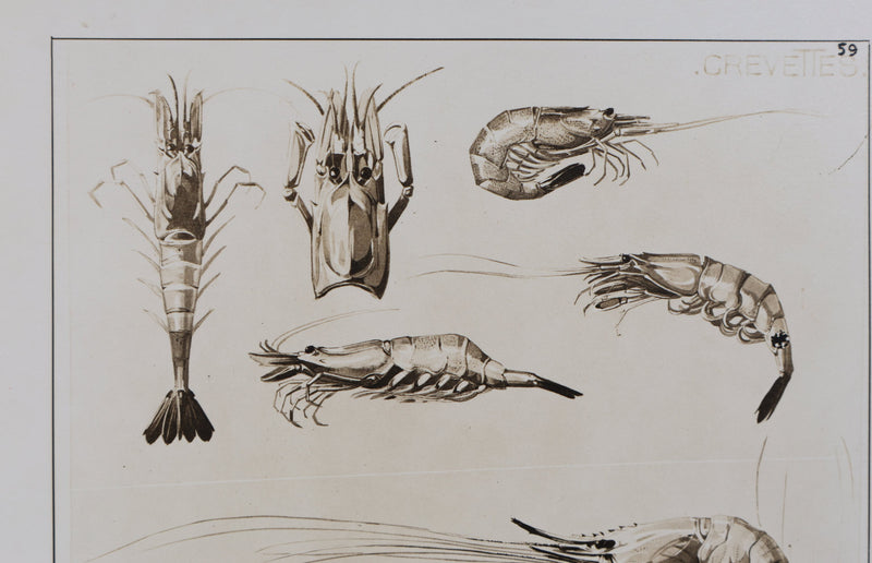 Mathurin MEHEUT : La Crevette, Lithographie signée